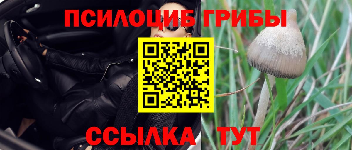 Звенигород  Псилоцибиновые грибы мухоморы  Вход с VPN 